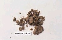 藏品(長朔苔屬)的圖片